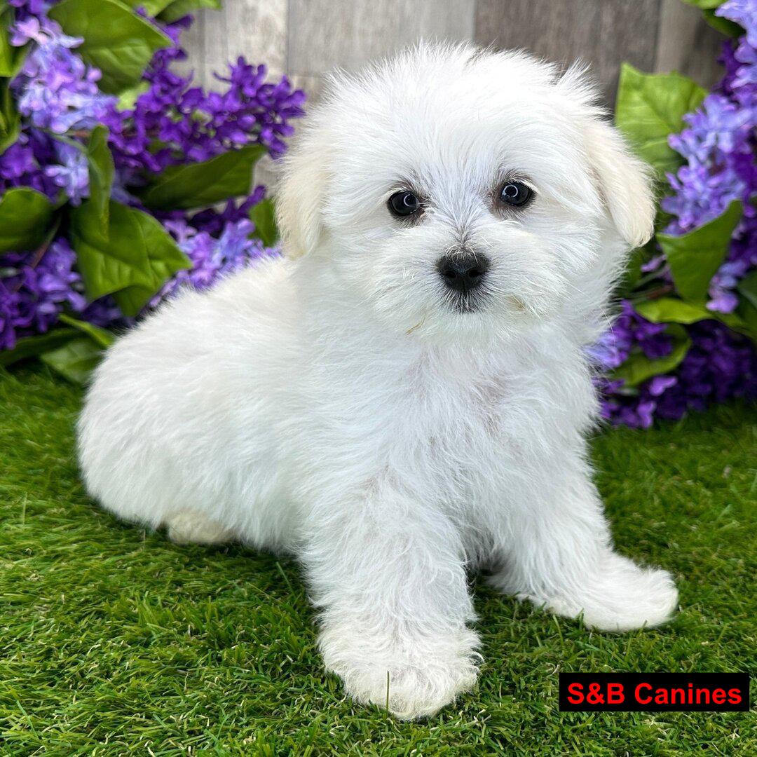 Puppy Image